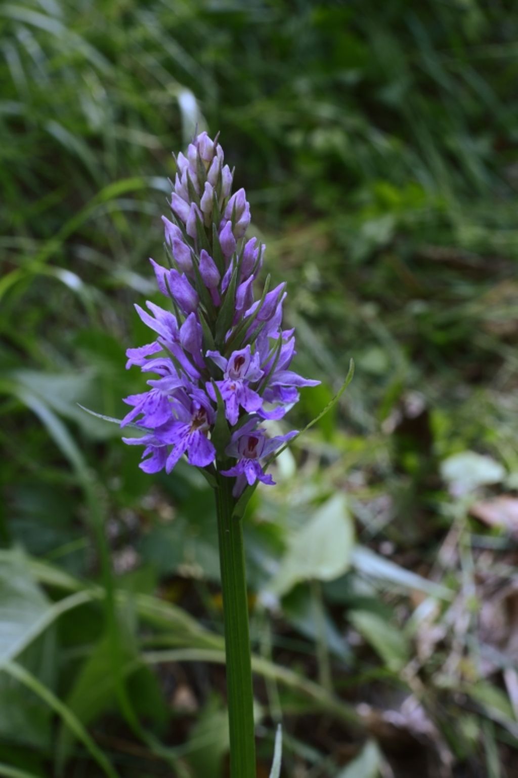 Dactylorhiza maculata subsp. fuchsii